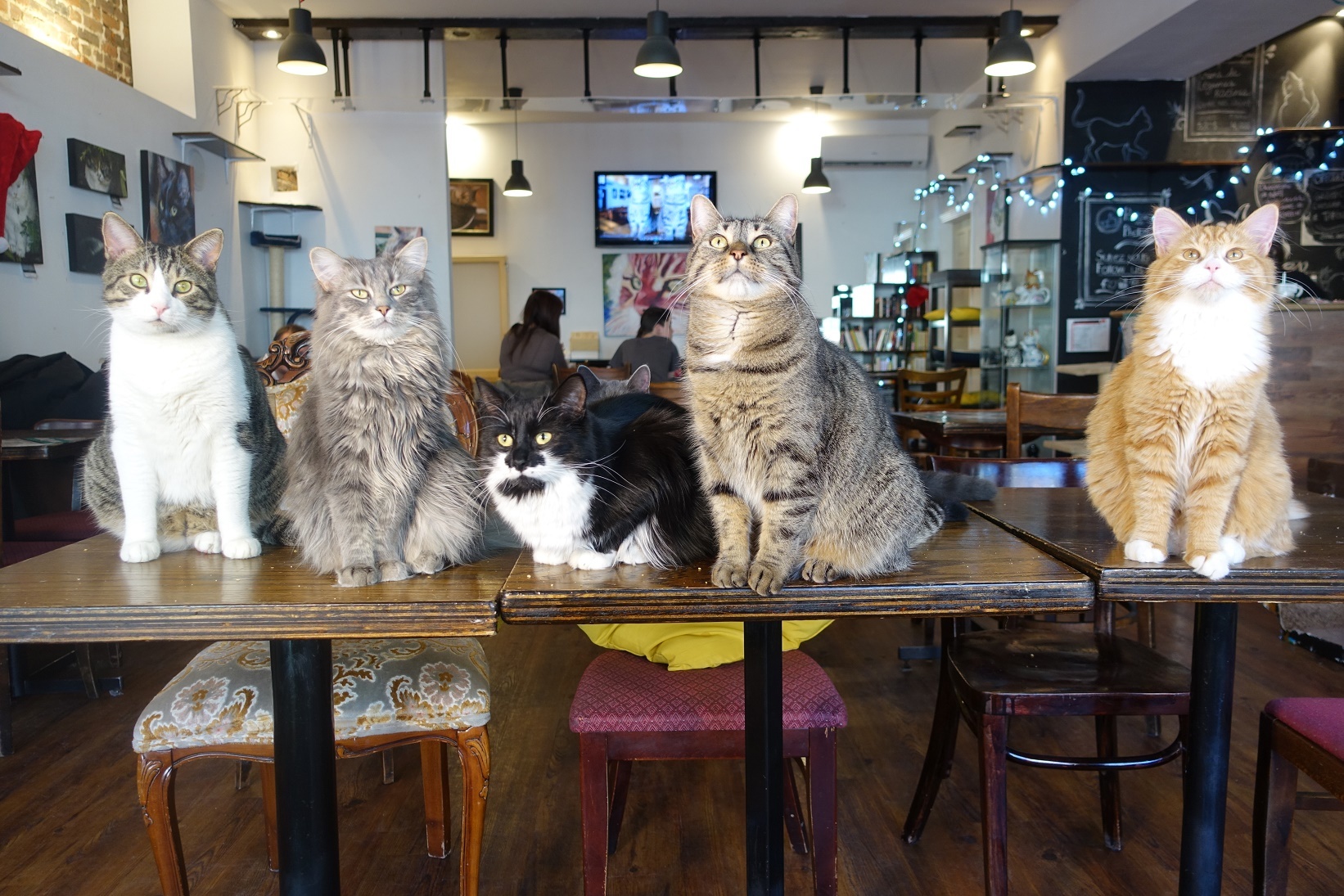photos-vid-os-caf-chat-l-heureux