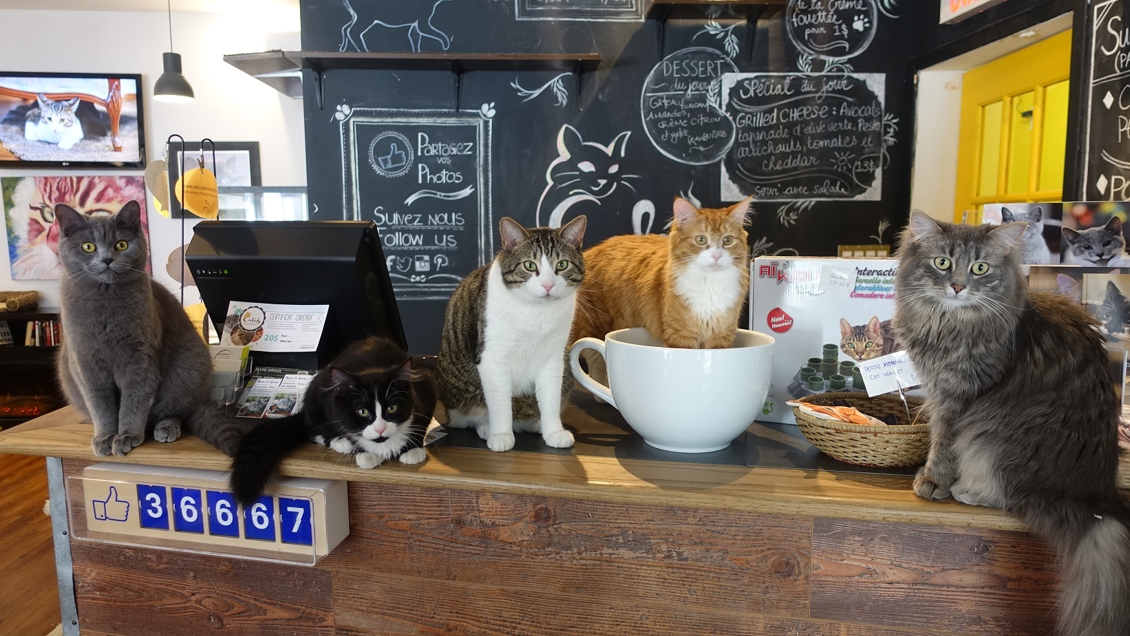 cat cafe tours