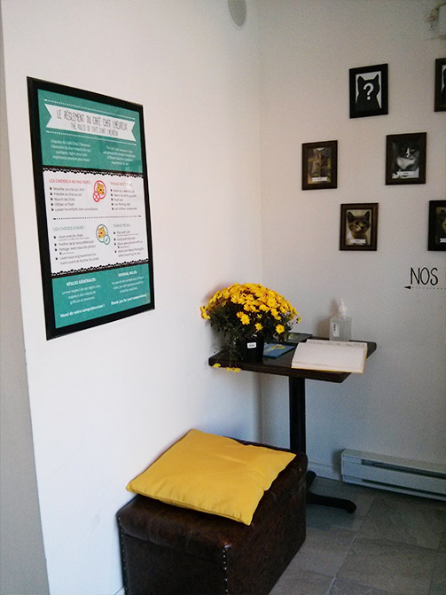 About Happy Cat Cafe Montreal