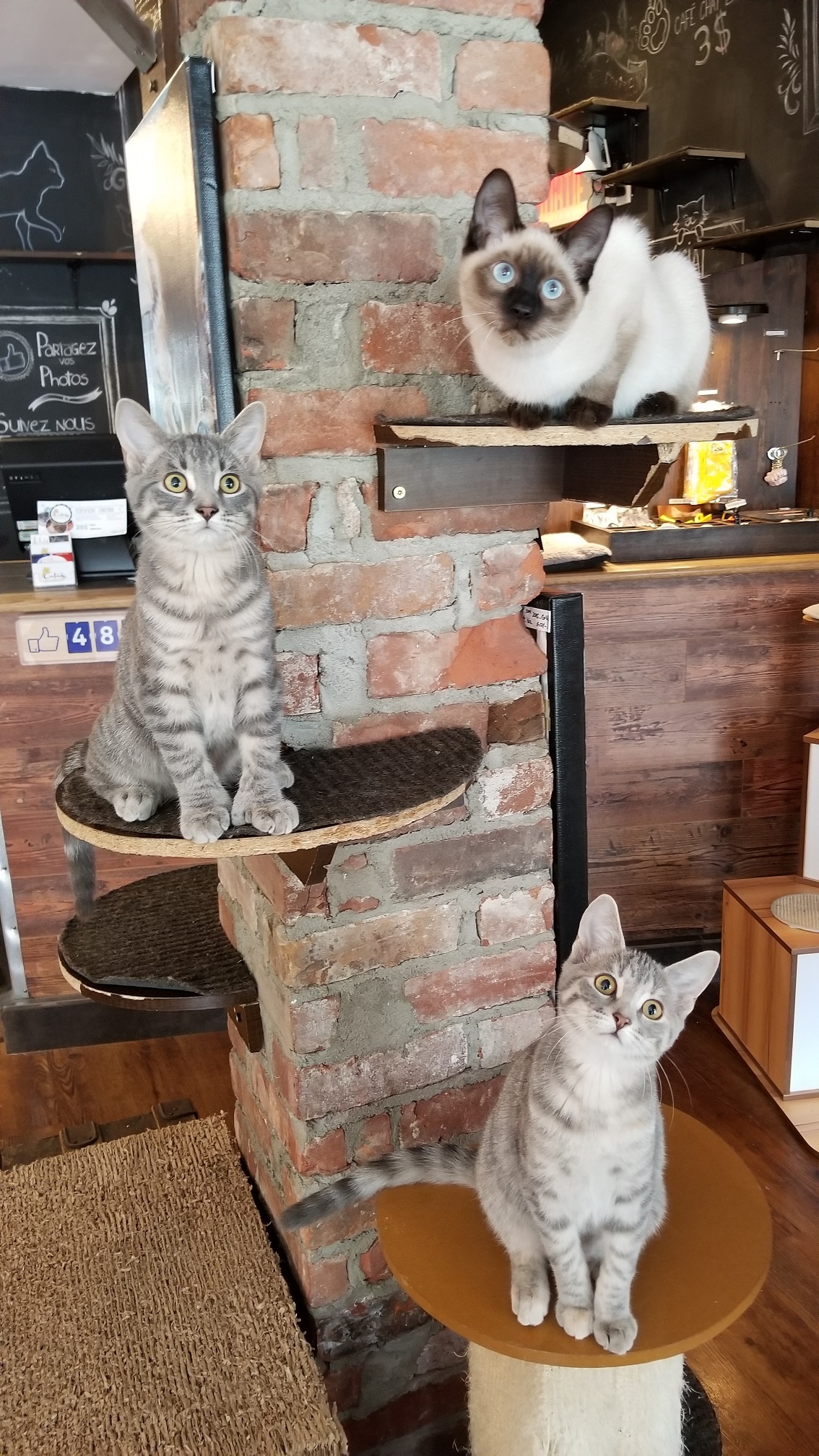 Adoption program Happy Cat Cafe Montreal