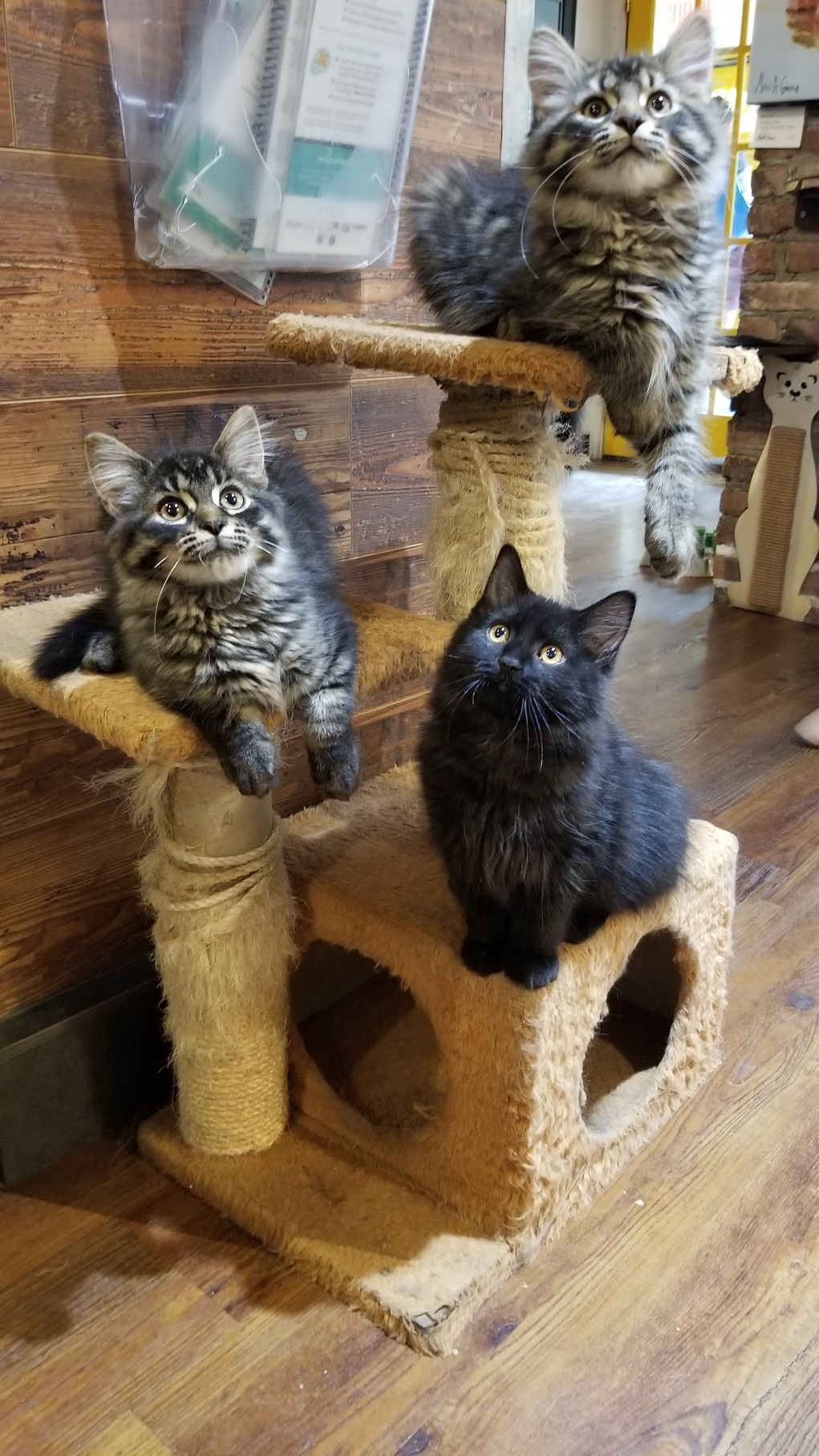 Adoption program Happy Cat Cafe Montreal